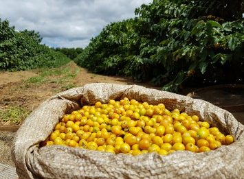 Brasil Yellow Bourbon koffiebonen